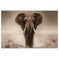 OBRAZ MAJESTÁTNÍ SLON V SAVANĚ - OBRAZY SLONI - OBRAZY