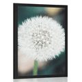 POSTER WEISSE FLAUSCHIGE KAPPE DER PUSTEBLUME - BLUMEN - POSTER