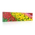 CANVAS PRINT GARDEN FULL OF TULIPS - PICTURES FLOWERS - PICTURES