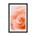 POSTER WITH MOUNT ROSE IN A PEACH SHADE - FLOWERS - POSTERS