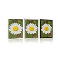 POSTER DAISY FLOWER - FLOWERS - POSTERS