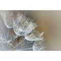 WALL MURAL MACRO DANDELION - WALLPAPERS FLOWERS - WALLPAPERS