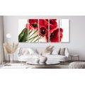 5-PIECE CANVAS PRINT BLOOMING RED TULIPS - PICTURES FLOWERS - PICTURES