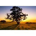 QUADRO DI UN ALBERO SOLITARIO AL TRAMONTO - QUADRI DI NATURA E PAESAGGIO - QUADRI