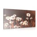 CANVAS PRINT COTTON GRASS - PICTURES OF NATURE AND LANDSCAPE - PICTURES