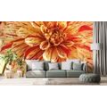 WALL MURAL EXOTIC DAHLIA - WALLPAPERS FLOWERS - WALLPAPERS