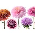 CANVAS PRINT DAHLIA FLOWERS IN A MULTI-COLORED DESIGN - PICTURES FLOWERS - PICTURES