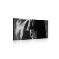 CANVAS PRINT MAJESTIC HORSE IN BLACK AND WHITE - BLACK AND WHITE PICTURES - PICTURES