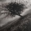 WANDBILD LEBENSBAUM IM STURM - HALLOWEEN- UND HORROR-BILDER - BILDER