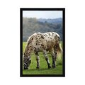 POSTER HORSE ON THE MEADOW - ANIMALS - POSTERS