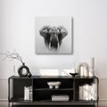 OBRAZ SLONÍ SÍLA A KLID - OBRAZY SLONI - OBRAZY