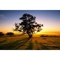 WALL MURAL TREE AT SUNSET - WALLPAPERS NATURE - WALLPAPERS