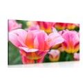 CANVAS PRINT MEADOW OF PINK TULIPS - PICTURES FLOWERS{% if product.category.pathNames[0] != product.category.name %} - PICTURES{% endif %}