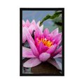 POSTER FLOARE ROZ DE LOTUS - FLORI - POSTERE