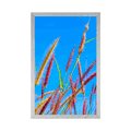 POSTER WILD GRASS UNDER BLUE SKY - NATURE - POSTERS