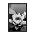 POSTER LOTUS FLOWER IN THE LAKE IN BLACK AND WHITE - BLACK AND WHITE - POSTERS