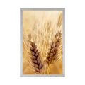POSTER WHEAT FIELD - NATURE - POSTERS