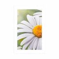 POSTER MIT PASSEPARTOUT MARGERITEN-BLÜTEN - BLUMEN{% if product.category.pathNames[0] != product.category.name %} - GERAHMTE POSTER{% endif %}