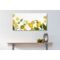 CANVAS PRINT MIX OF CITRUS FRUITS - PICTURES OF FOOD AND DRINKS - PICTURES