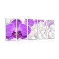 5 PART PICTURE ORCHID ON ABSTRACT BACKGROUND - PICTURES FLOWERS{% if kategorie.adresa_nazvy[0] != zbozi.kategorie.nazev %} - PICTURES{% endif %}