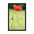 POSTER EINSAME MOHNBLUME - BLUMEN - POSTER