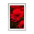 POSTER MIT PASSEPARTOUT FELD MIT WILDEN MOHNBLUMEN - BLUMEN - POSTER