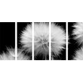 5-PIECE CANVAS PRINT BLACK AND WHITE DANDELION - BLACK AND WHITE PICTURES - PICTURES