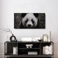 WANDBILD LÄCHELNDER SCHWARZ-WEISSER PANDA - BILDER TIERE - BILDER