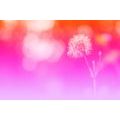 SELF ADHESIVE WALLPAPER DANDELION ON A PINK BACKGROUND - SELF-ADHESIVE WALLPAPERS - WALLPAPERS