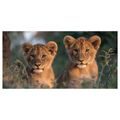 OBRAZ DVOJICE MLADÝCH LVŮ - OBRAZY LVI A TYGŘI - OBRAZY