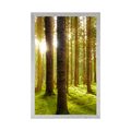 POSTER SONNIGER MORGEN IM WALD - NATUR - POSTER