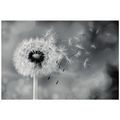 SELF ADHESIVE WALL MURAL MAGICAL BLACK AND WHITE DANDELION - SELF-ADHESIVE WALLPAPERS - WALLPAPERS