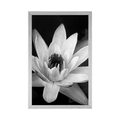 POSTER BLACK AND WHITE WATER LILY - BLACK AND WHITE - POSTERS