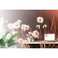 SELF ADHESIVE WALL MURAL COTTON GRASS - SELF-ADHESIVE WALLPAPERS - WALLPAPERS