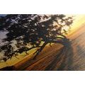 WANDBILD ALLEINSTEHENDER BAUM BEI SONNENUNTERGANG - BILDER VON NATUR UND LANDSCHAFT - BILDER