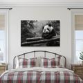 OBRAZ PANDA ODPOČÍVAJÍCÍ NA BAMBUSU - OBRAZY ZVÍŘAT - OBRAZY