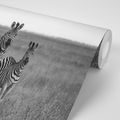 FOTOTAPETE DREI SCHWARZ-WEISSE ZEBRAS IN DER SAVANNE - SCHWARZ-WEISSE TAPETEN - TAPETEN