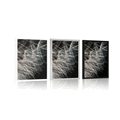 POSTER DANDELION BEAUTY - FLOWERS - POSTERS