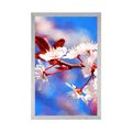 POSTER CHERRY BLOSSOM - FLOWERS - POSTERS