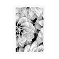 POSTER DAHLIA FLOWERS IN BLACK AND WHITE - BLACK AND WHITE - POSTERS