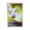 POSTER ZEN STONES AND AN ORCHID - FENG SHUI - POSTERS