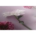 CANVAS PRINT COMPOSITION OF PINK CHRYSANTHEMUMS - PICTURES FLOWERS - PICTURES