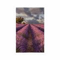 POSTER LANDSCAPE OF LAVENDER FIELDS - NATURE - POSTERS