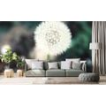 SELF ADHESIVE WALL MURAL FLUFFY DANDELION HAT - SELF-ADHESIVE WALLPAPERS - WALLPAPERS