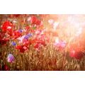 SELF ADHESIVE WALL MURAL SUN-DRENCHED POPPY - SELF-ADHESIVE WALLPAPERS - WALLPAPERS