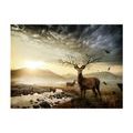 FOTOTAPET - DEERS BY MOUNTAIN STREAM - TAPET CU ANIMALE - TAPETURI