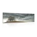 CANVAS PRINT LONELY TREES - PICTURES OF NATURE AND LANDSCAPE - PICTURES