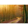 WANDBILD WEG IN DEN WALD - BILDER VON NATUR UND LANDSCHAFT - BILDER