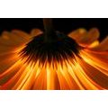 CANVAS PRINT GERBERA ON A DARK BACKGROUND - PICTURES FLOWERS{% if product.category.pathNames[0] != product.category.name %} - PICTURES{% endif %}