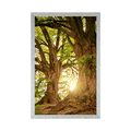 AFFICHE ARBRES MAJESTUEUX - NATURE - AFFICHES